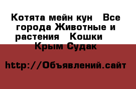 Котята мейн кун - Все города Животные и растения » Кошки   . Крым,Судак